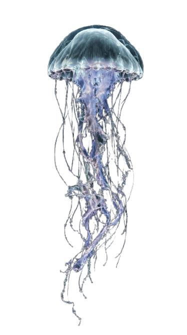Medusa nell’acqua