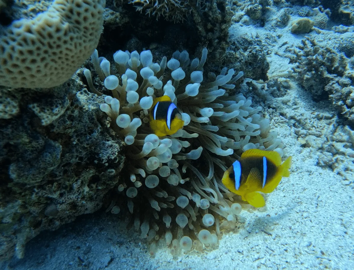 Anemone di mare con due pesci pagliaccio